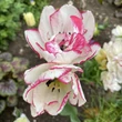 Kép 2/6 - Teltvirágú tulipán 'Belicia'