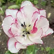 Kép 3/6 - Teltvirágú tulipán 'Belicia'