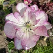 Kép 4/6 - Teltvirágú tulipán 'Belicia'