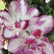 Kép 5/6 - Teltvirágú tulipán 'Belicia'