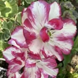 Kép 6/6 - Teltvirágú tulipán 'Belicia'
