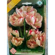Kép 1/6 - Teltvirágú tulipán 'Belicia'