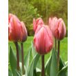 Kép 2/2 - Triumph-típusú tulipán 'Pretty Princess'
