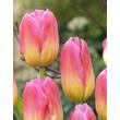 Kép 2/3 - Triumph-típusú tulipán 'Tom Pouce'