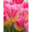 Kép 1/3 - Triumph-típusú tulipán 'Tom Pouce'