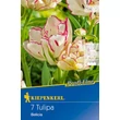 Kép 1/6 - Profi-Line – Tulipán 'Belicia'