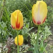 Kép 2/3 - Tulipa 'La Courtine' - Egyszerű virágú tulipán