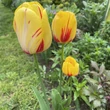 Kép 3/3 - Tulipa 'La Courtine' - Egyszerű virágú tulipán