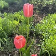 Kép 2/3 - Tulipa 'Menton' - Egyszerű virágú tulipán