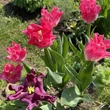 Kép 3/6 - Tulipán-Mix 'Lilac Dreams'