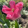 Kép 4/6 - Tulipán-Mix 'Lilac Dreams'