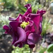 Kép 5/6 - Tulipán-Mix 'Lilac Dreams'