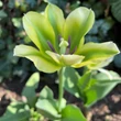 Kép 4/5 - Viridiflora tulipán 'Spring Green'