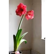 Kép 3/3 - Young Generation – Amaryllis 'Vera' – Rózsaszínű amarillisz - képek rendelés vásárlás a Megyeri Szabolcs Kertészeti webáruházban