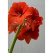Kép 1/4 - Young Generation – Amaryllis 'Orange Souvereign' – Narancssárga amarillisz