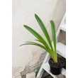Kép 2/2 - Young Generation – Amaryllis 'Rilona' – Lazacszínű amarillisz - képek rendelés vásárlás a Megyeri Szabolcs Kertészeti webáruházban
