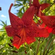 Kép 5/6 - Liliom 'Fire King'