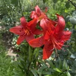 Kép 4/6 - Liliom 'Fire King'