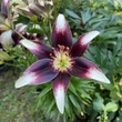 Kép 5/5 - Lilium Asiatic 'Netty's Pride' - Ázsiai liliom (fekete/fehér tarka)