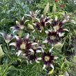 Kép 2/5 - Lilium Asiatic 'Netty's Pride' - Ázsiai liliom (fekete/fehér tarka)
