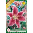 Kép 1/5 - Lilium 'Stargazer' (syn.: 'Star Gazer') - Keleti hibrid liliom (rózsaszín, fehér széllel)