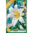 Kép 1/5 - Lilium regale - Trombitavirágú liliom (fehér, sárga torokkal)