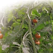 Kép 1/2 - Spirál alakú paradicsomkaró - TOMATO SPIRAL (ezüst)
