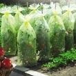 Kép 1/2 - Perforált takarófólia 50 µm LDPE - TOMATOTUBE (sárga)