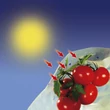 Kép 2/2 - Perforált takarófólia 50 µm LDPE - TOMATOTUBE (sárga)