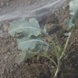 Kép 2/3 - Rovarvédő háló - BIOCONTROL (fehér)