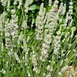 Kép 2/2 - Lavandula x intermedia 'Exceptional' ® – Provanszi vagy hibrid levendula