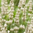 Kép 1/2 - Lavandula x intermedia 'Exceptional' ® – Provanszi vagy hibrid levendula