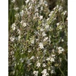 Kép 2/2 - Lavandula x intermedia 'Edelweiss' - Provanszi vagy hibrid levendula (lavandin)