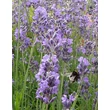 Kép 1/2 - Lavandula angustifolia 'Dwarf  Blue' - Angol levendula, keskenylevelű levendula, orvosi levendula, közönséges levendula