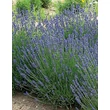 Kép 1/3 - Lavandula angustifolia 'Essence Purple' - Angol levendula, keskenylevelű levendula, orvosi levendula, közönséges levendula