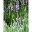 Kép 1/3 - Lavandula x intermedia 'Grappenhall' - Halványkék provánszi levendula