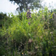 Lavandula angustifolia 'Dwarf  Blue' - Halvány liláskék törpe levendula