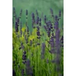 Kép 5/7 - Lavandula angustifolia 'Hidcote' (syn.: 'Hidcote Blue', 'Hidcote Purple')  - Angol vagy közönséges levendula