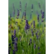 Kép 6/7 - Lavandula angustifolia 'Hidcote' (syn.: 'Hidcote Blue', 'Hidcote Purple')  - Angol vagy közönséges levendula