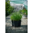 Kép 2/7 - Lavandula angustifolia 'Hidcote' (syn.: 'Hidcote Blue', 'Hidcote Purple')  - Angol vagy közönséges levendula