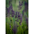Kép 4/7 - Lavandula angustifolia 'Hidcote' (syn.: 'Hidcote Blue', 'Hidcote Purple')  - Angol vagy közönséges levendula