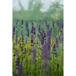 Kép 3/7 - Lavandula angustifolia 'Hidcote' (syn.: 'Hidcote Blue', 'Hidcote Purple')  - Angol vagy közönséges levendula