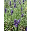 Kép 1/4 - Lavandula angustifolia 'Jane'® – Levendula
