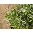 Kép 4/4 - Lavandula angustifolia 'Jane'® – Levendula - képek rendelés vásárlás a Megyeri Szabolcs Kertészeti webáruházban.