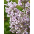 Kép 3/4 - Lavandula angustifolia 'Rosea' – Angol vagy közönséges levendula (rózsaszín virágú)