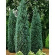 Kép 1/2 - Chamaecyparis lawsoniana 'Columnaris' (syn.: 'Columnaris Glauca') - Oszlopos, kék oregoni hamisciprus