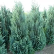 Kép 2/2 - Chamaecyparis lawsoniana 'Columnaris' (syn.: 'Columnaris Glauca') - Oszlopos, kék oregoni hamisciprus