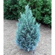Kép 1/2 - Chamaecyparis lawsoniana 'Van Pelt's Blue' (syn.: 'Pelt's Blue') - Oregoni hamisciprus