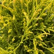 Kép 2/2 - Chamaecyparis pisifera 'Filifera Aurea' – Szavára álciprus