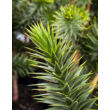 Kép 5/5 - Araucaria araucana - Chilei araukária - képek rendelés vásárlás a Megyeri Szabolcs Kertészeti webáruházban.